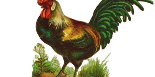 Gallic Rooster France