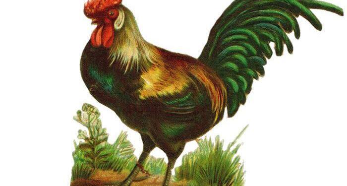 Gallic Rooster France