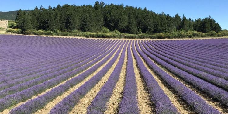 Bike Riding Lavender Fields Provence
