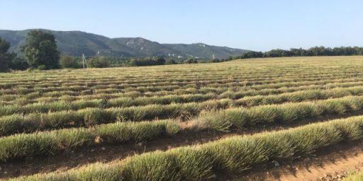 Lavender fields Active Provence
