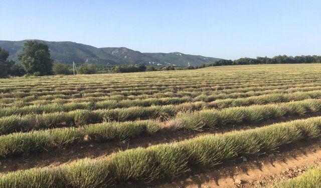 Lavender fields Active Provence