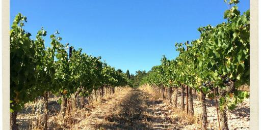 Vines Vineyards Happy Provence