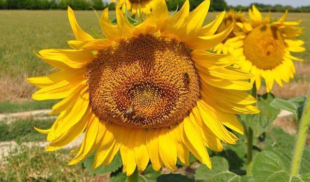 Sunflowers Fields Provence