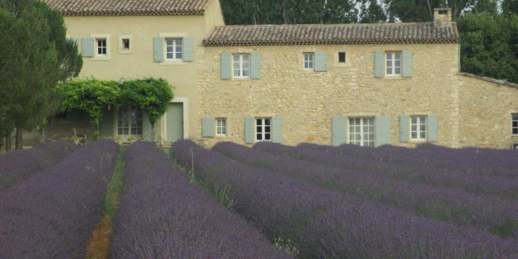 Purple Lavender Luberon Provence