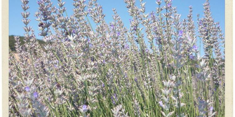 Provence Bureau Branch Office Lavender Sault