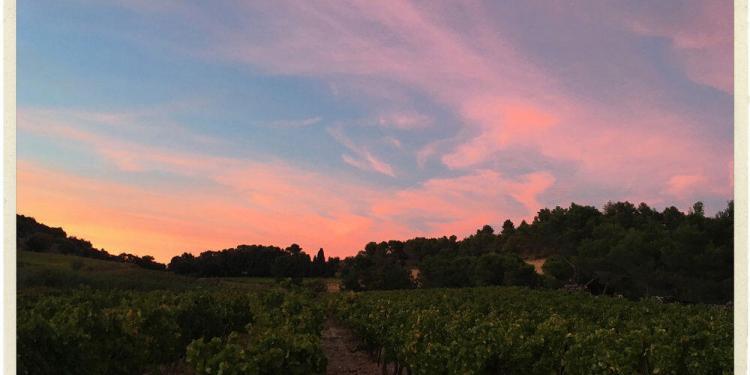 Sun setting over the vines at Le Clos de Caveau Provence Love