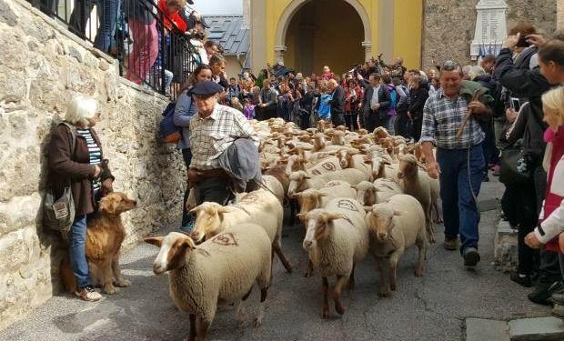 Transhumance Provence