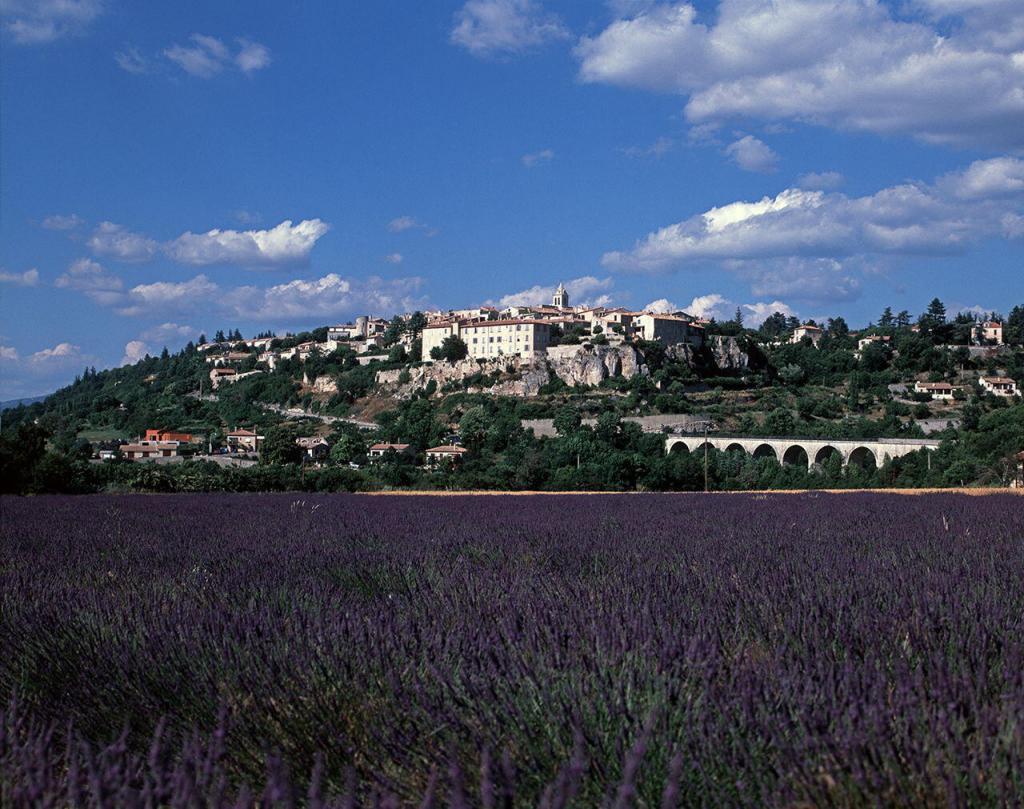 Bindu Trips Provence Sault Lavender Field Paul Shawcross