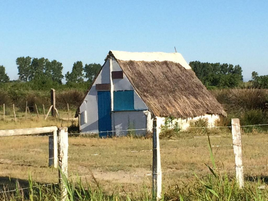 Camargue Views Patricia Sands