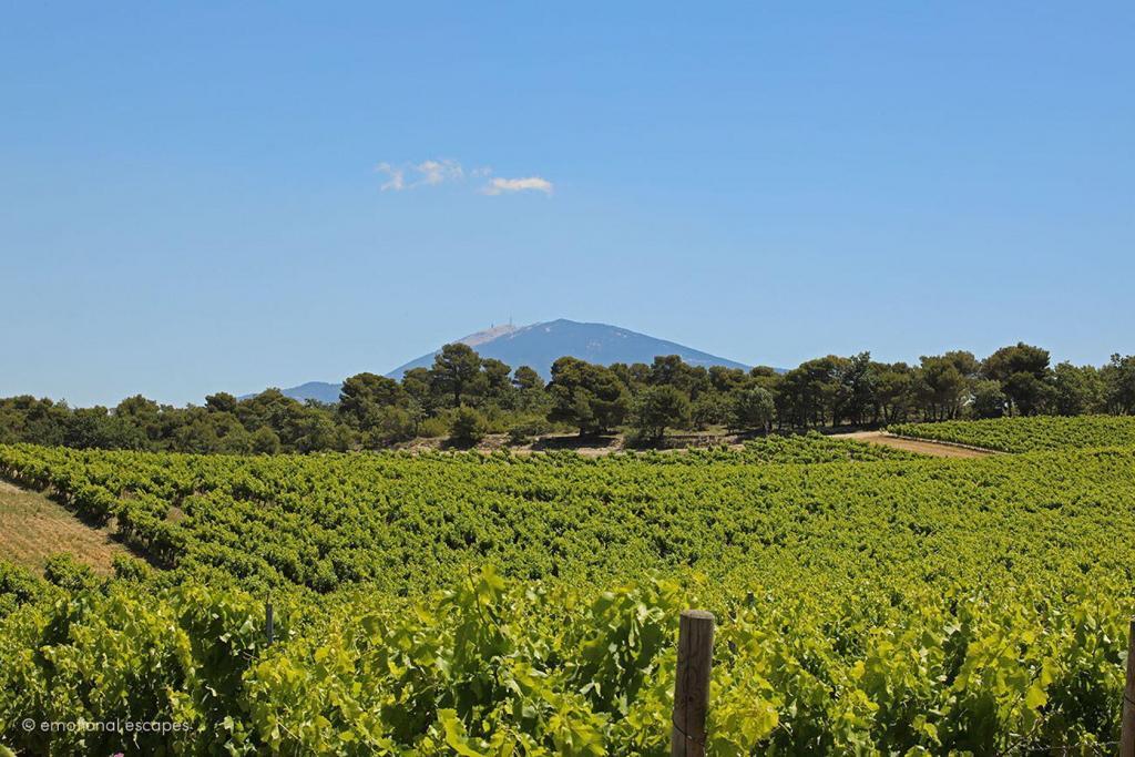 Dentelles vineyard Mt Ventoux View Holiday Rentals Provence Emotional Escapes
