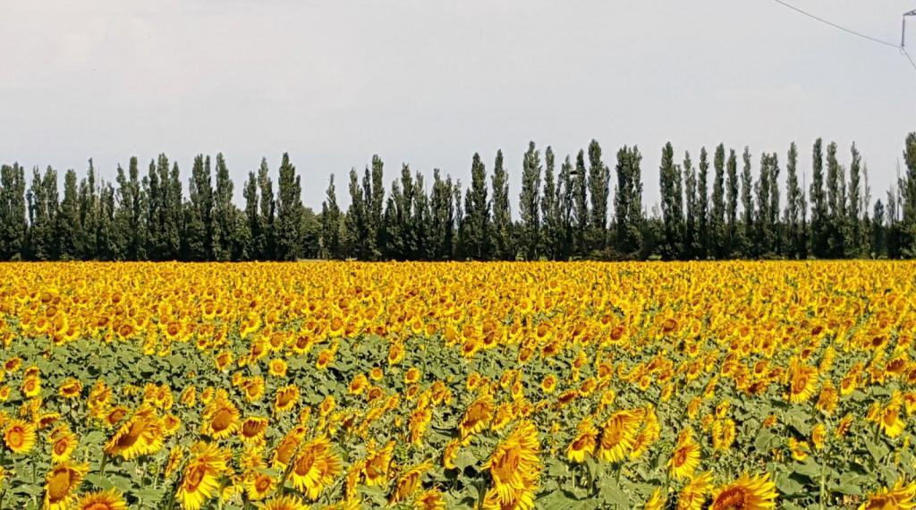 Provence Sunflower Fields