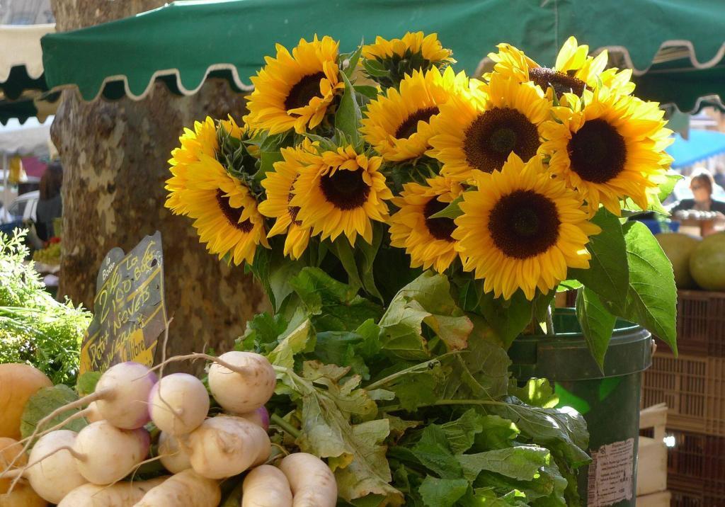 Sunflowers Provence Tournesols France