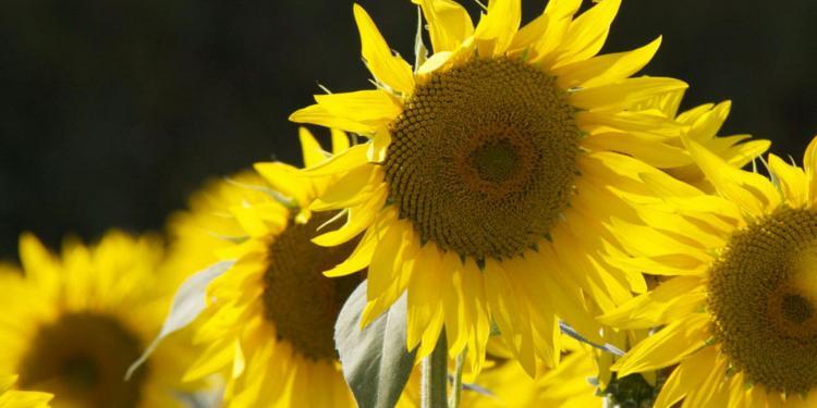 Sunflowers Provence Tournesols France