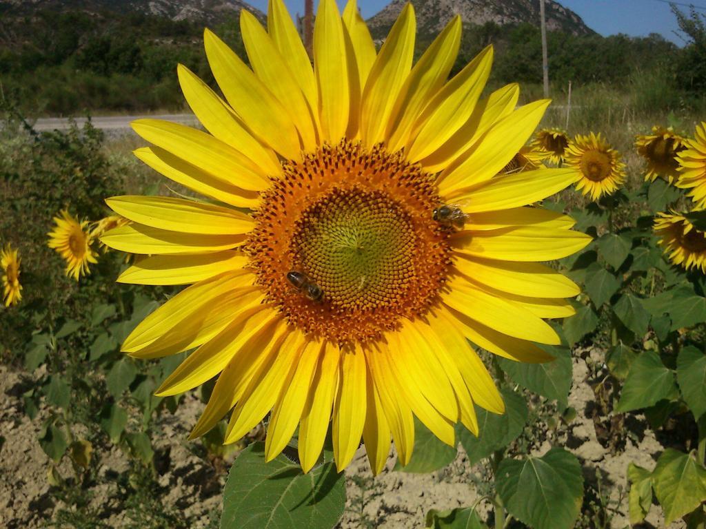 Sunflowers Provence Tournesols France