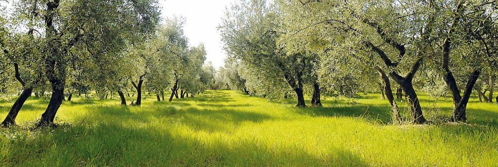 Jean Martin Company Olive Groves Provence oliveraie quinard