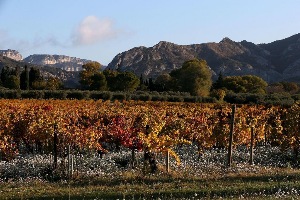 Lumières des Alpilles JF Galeron Vineyards