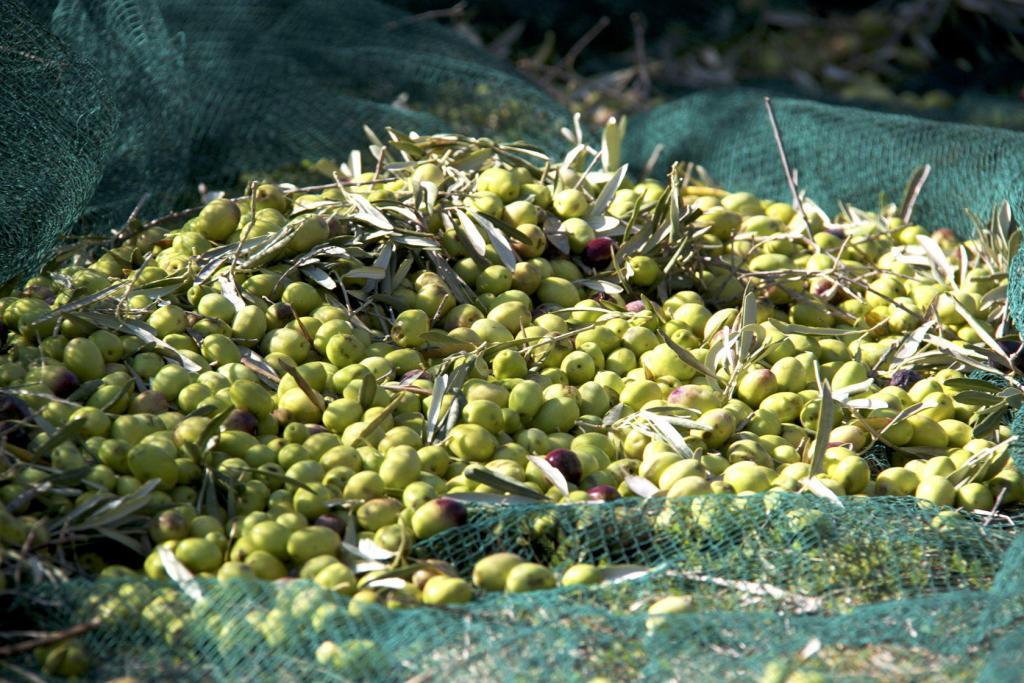 Olive Harvest Provence Fall
