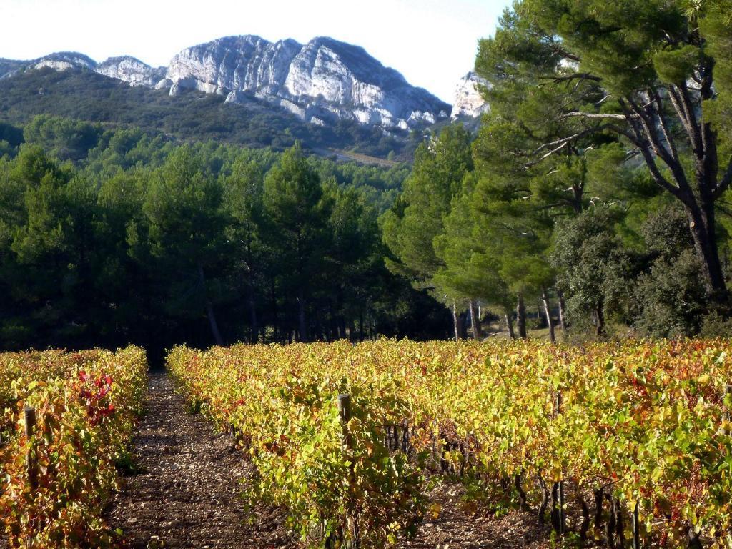 Experience Provence Explore Provence Tour Vineyards