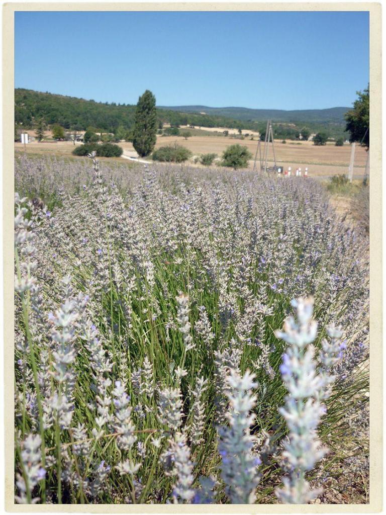 Provence Lifestyle Lavender Fields @Atableenprovence