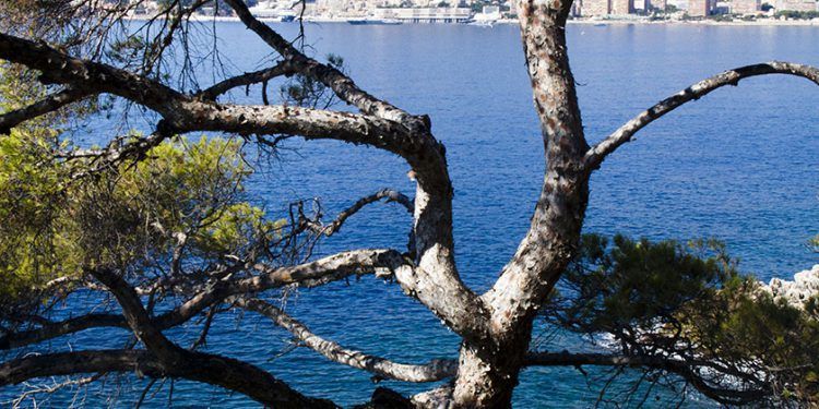 Cote d'Azur Lifestyle Mediterranean Twisted Pines @MKSeales