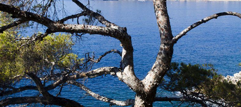 Cote d'Azur Lifestyle Mediterranean Twisted Pines @MKSeales