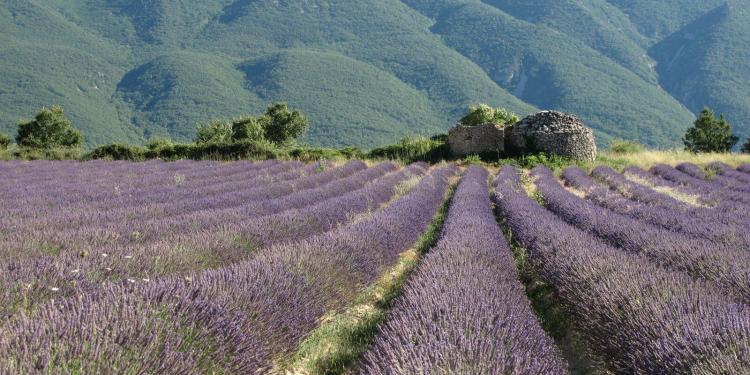 Learn French Provence Programs FRANCI DISCENDUM