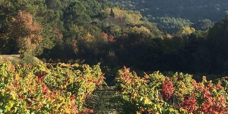 Travel Provence Drome Dentelles de Montmirail