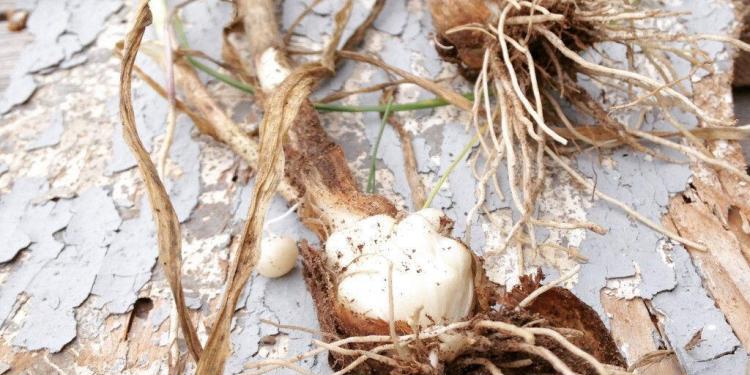 March Events Spring Foraging Provence