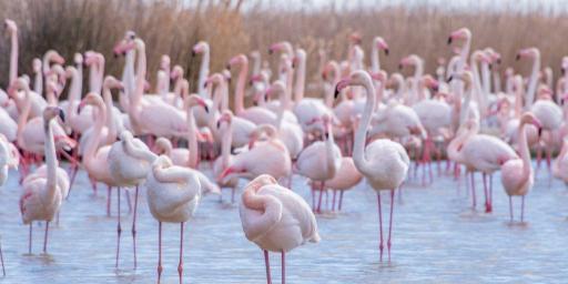 Visit Pink Flamingos Camargue