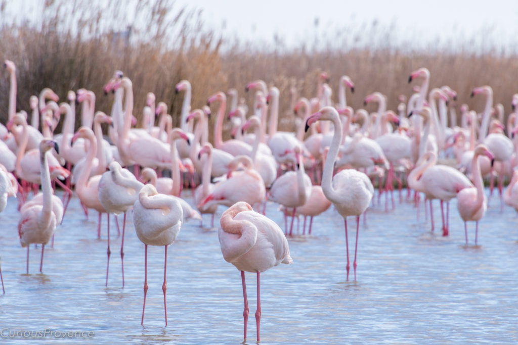 Visiting The Pink Flamingos Of Camargue In Provence Perfectly Provence