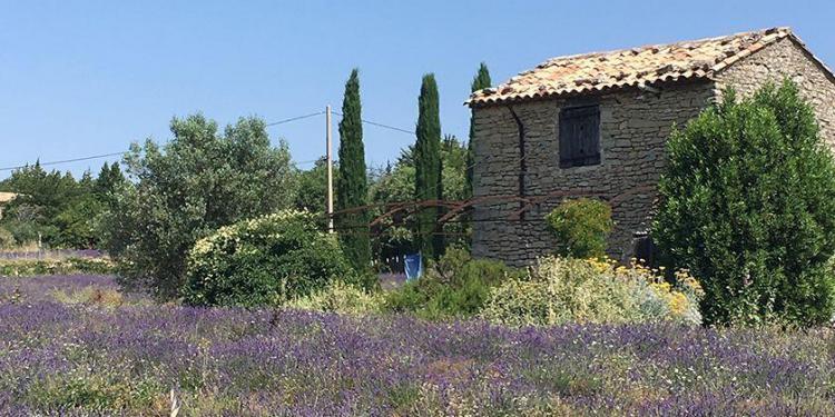 Expat Living in Provence Provence Lavender Fields Vaucluse Dreamer