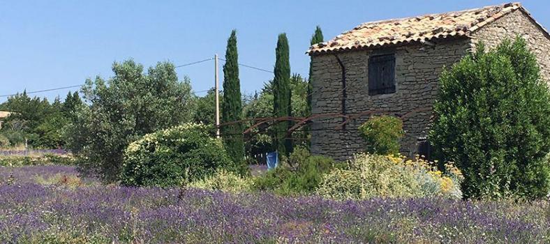 Expat Living in Provence Provence Lavender Fields Vaucluse Dreamer