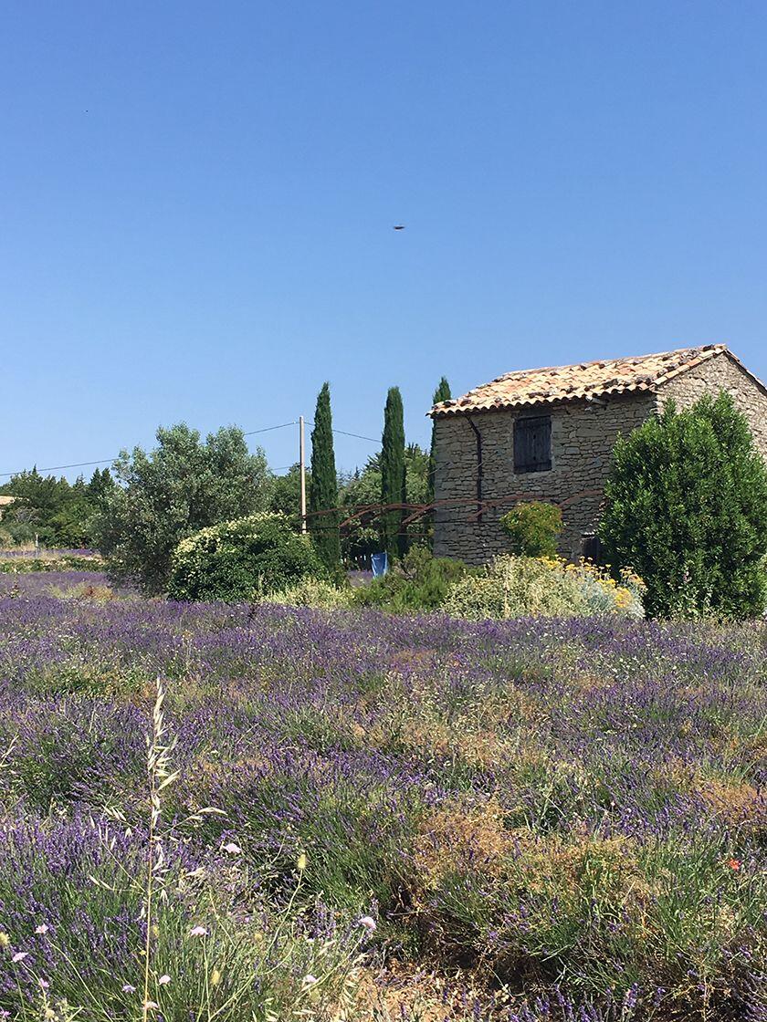 Expat Living in Provence Provence Lavender Fields Vaucluse Dreamer