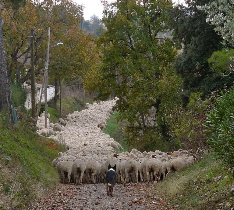 Witnessing The Magic Of The Transhumance In Provence - Perfectly Provence