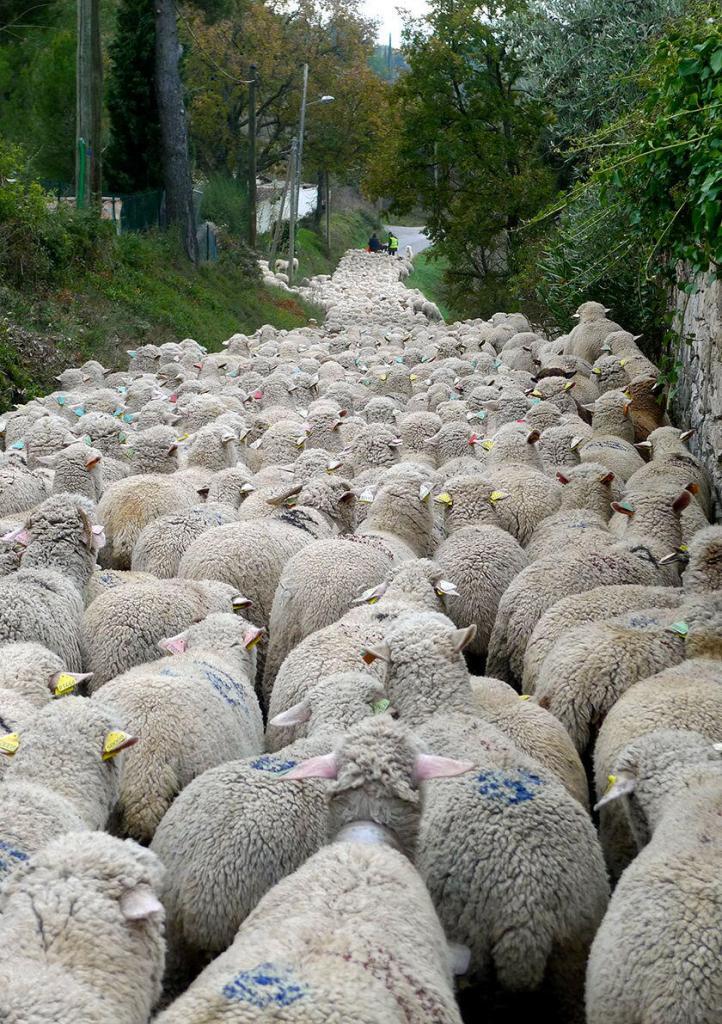 Transhumance Provence @PerfectlyProvence