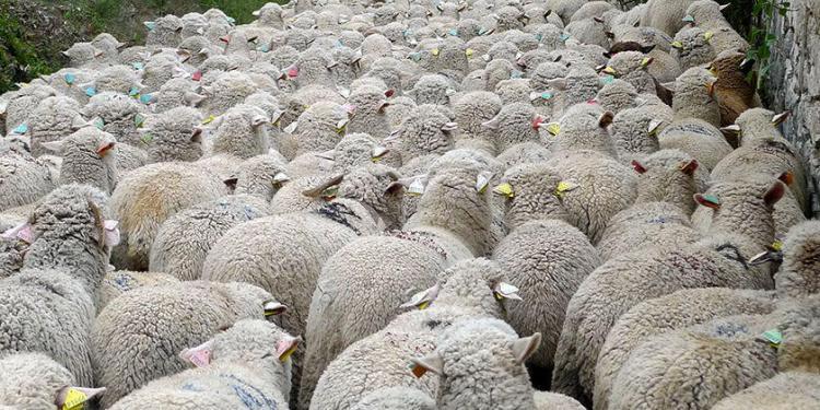 Transhumance Provence @PerfectlyProvence