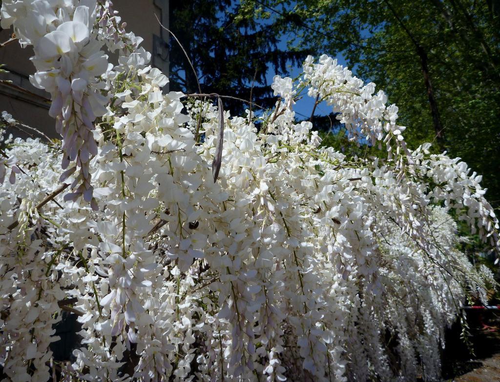 Instagram Flowers Wisteria Provence
