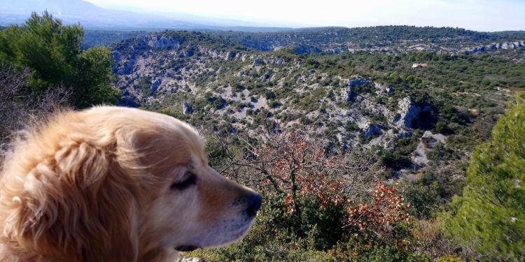 Luberon Dog Walk Abbaye de Senanque Gordes @Vauclusedreamer