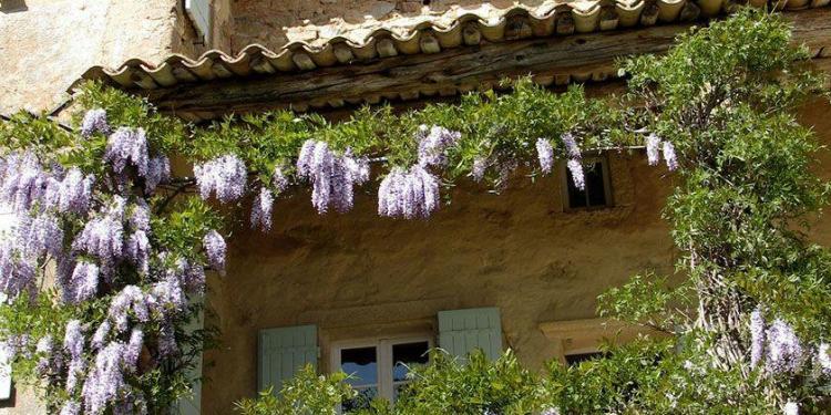 Mas d'Augustine Luxury B&B Expat Life Flowers in Bloom