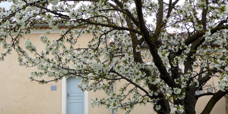 Spring Luberon Lourmarin Cherry trees blooming Maison-des-Cerises