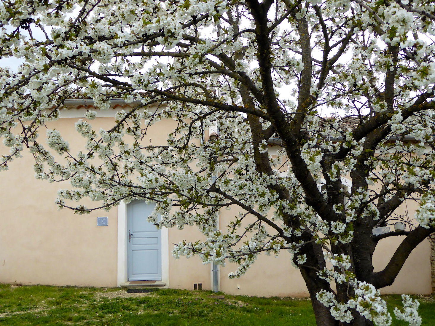 Spring Luberon Lourmarin Cherry trees blooming Maison-des-Cerises