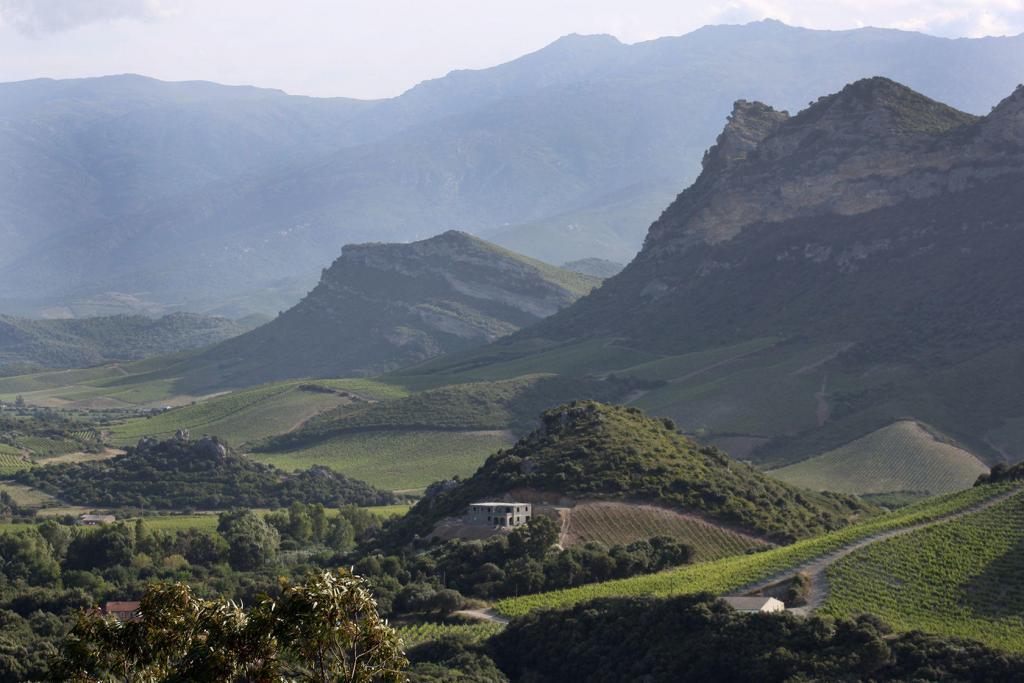 Corsica Vineyard Views