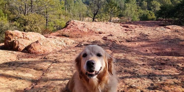 Expat Living Pets Dogs Provence