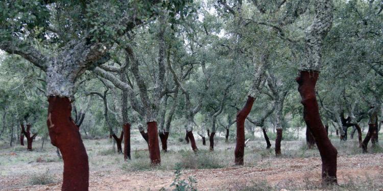 Cork Trees Wine Cork Oaks