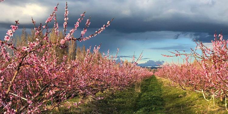 Capturing Provencal Scenes Orchards Provence