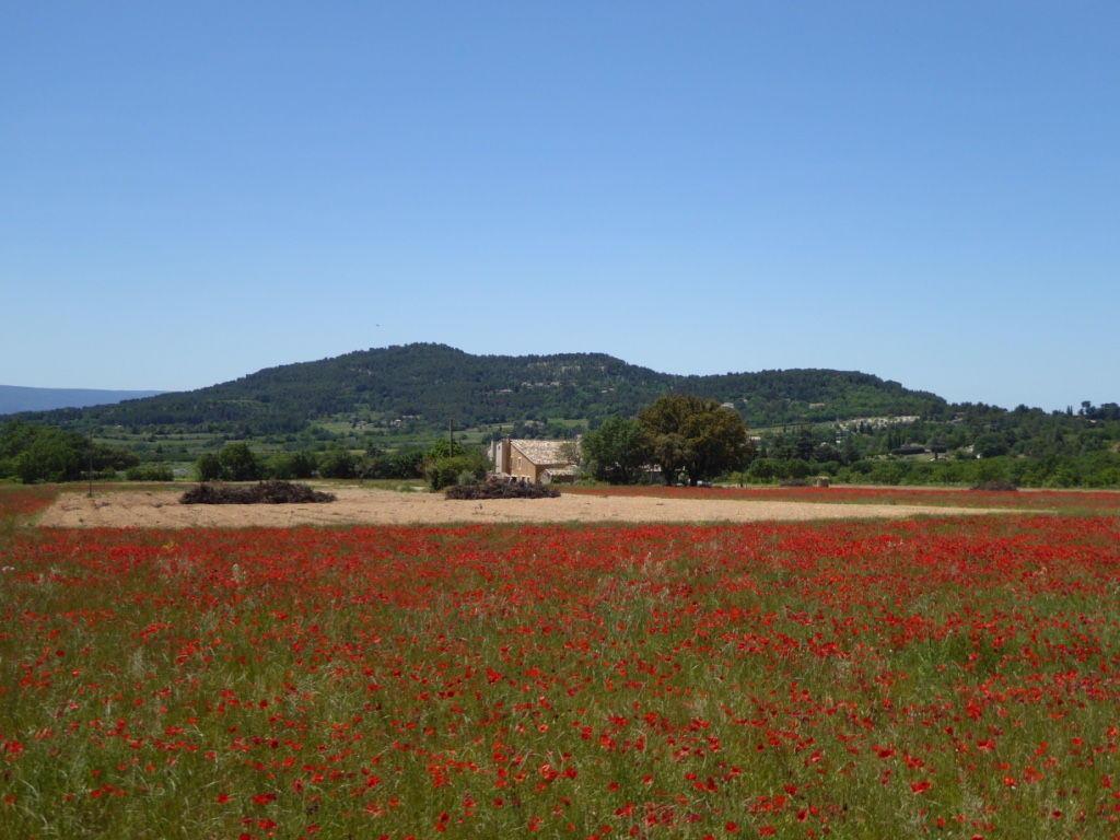 Domaine Saint Jacques Luberon Coquelicots