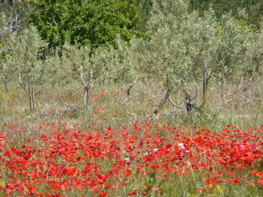 Domaine Saint Jacques Luberon Coquelicots