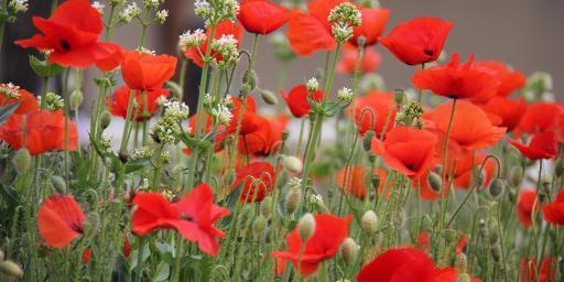 Provence Poppies Spring Landscapes