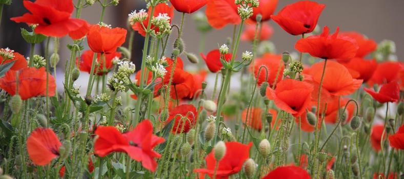 Provence Poppies Spring Landscapes