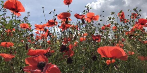 Hiking Provence Spring Poppies